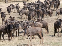 Bologonja_Seronera2009-55
